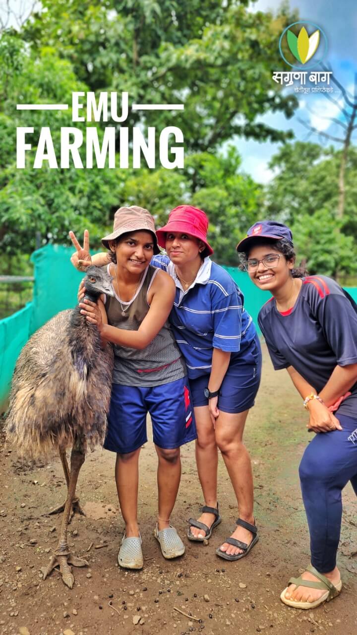 emu-farming-2